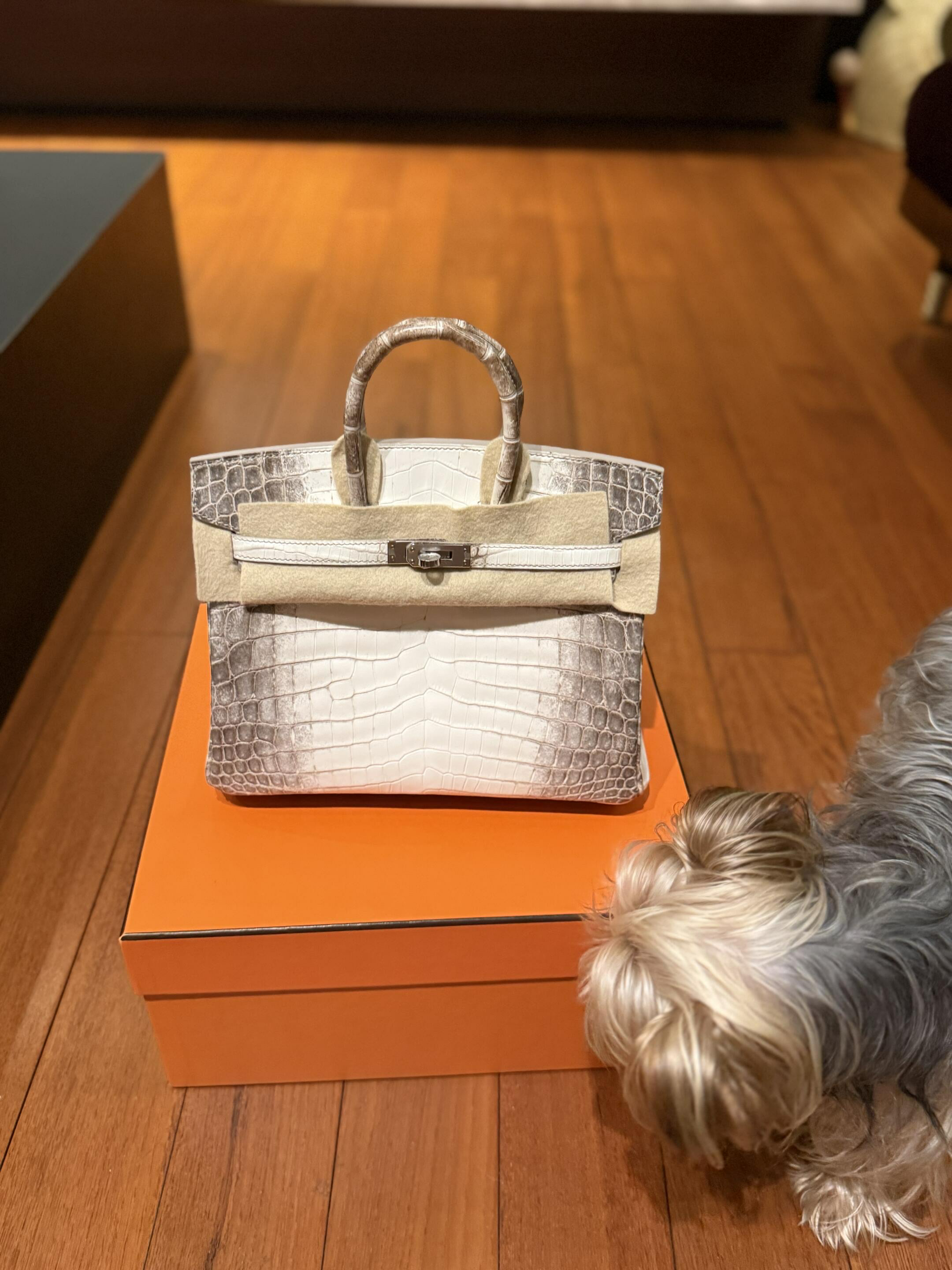 Himalaya Birkin 25 sitting on an orange box with a pet